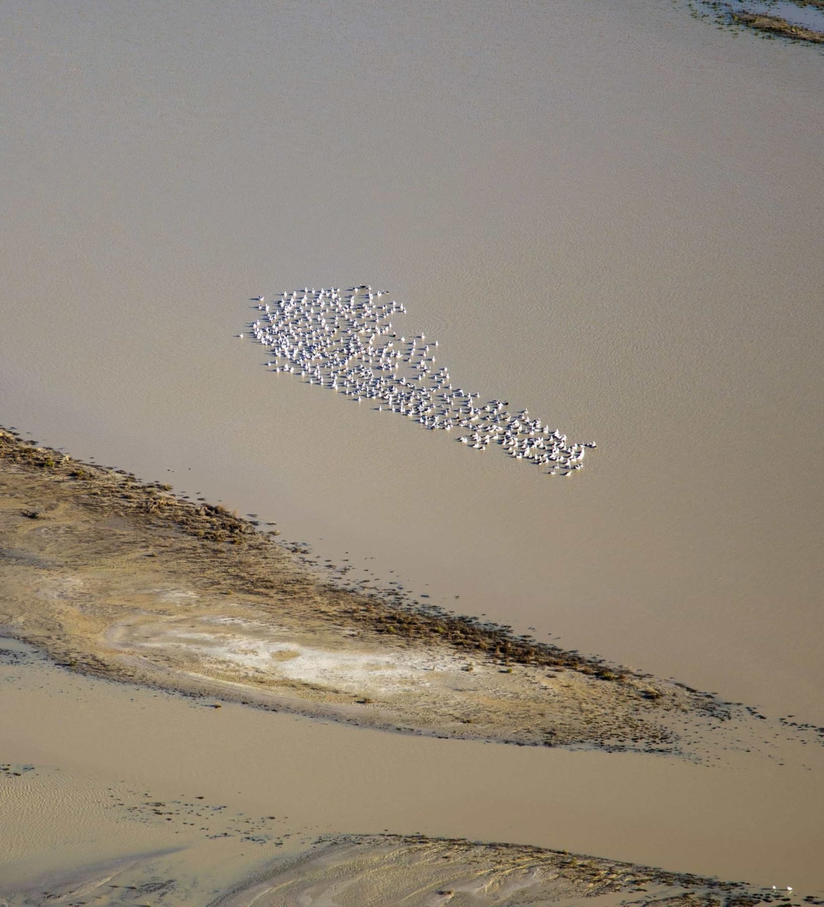 Pelicans flock to the newly filled waterways.