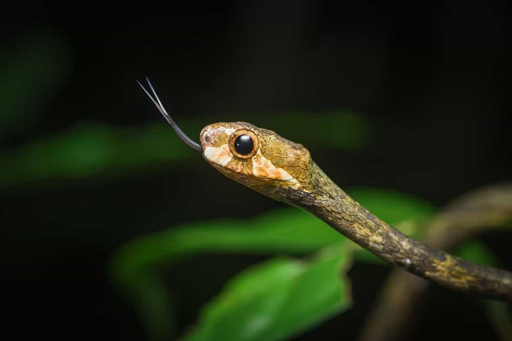 lots of snakes in dreams in hinduism lots of snakes in dreams in hinduism