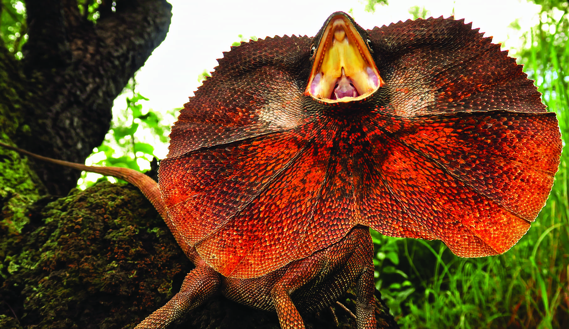 The science behind the frill of the frillneck lizard
