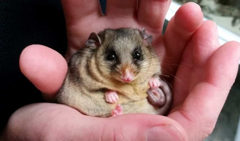 Australians living in the southeast can help save the mountain pygmy