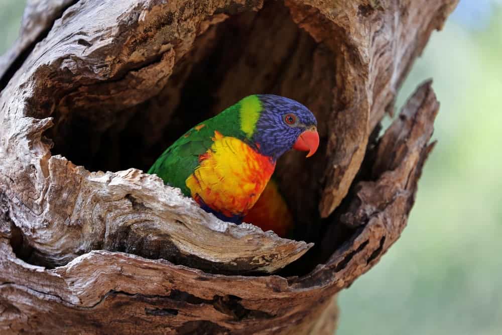 Lorikeets: Four you didn't know about them