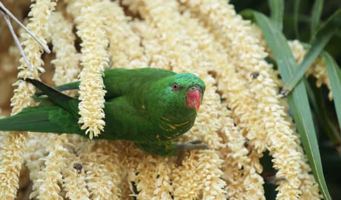 A scaly-breasted lorikeet.