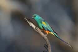 mulga parrot