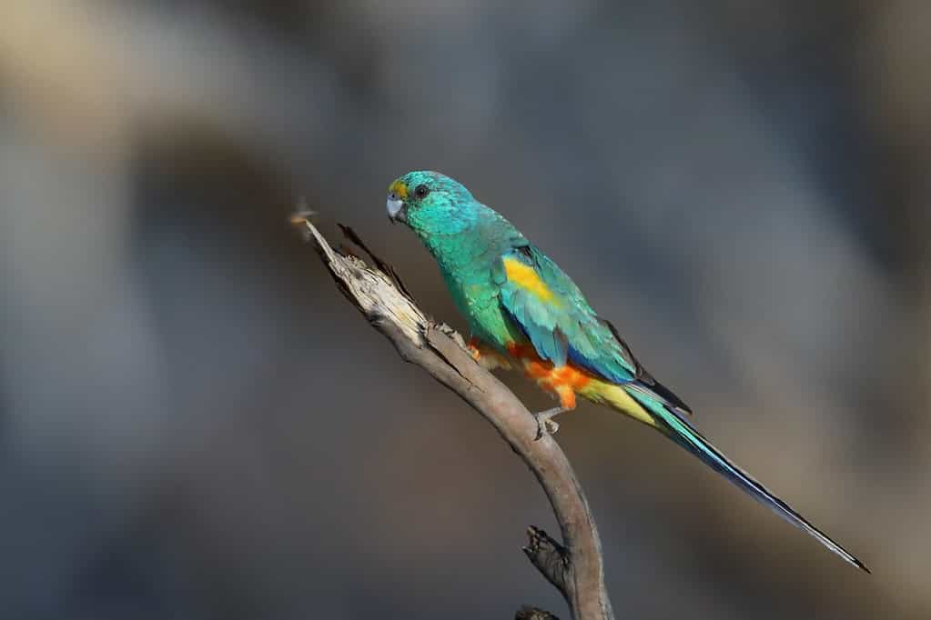 mulga parrot