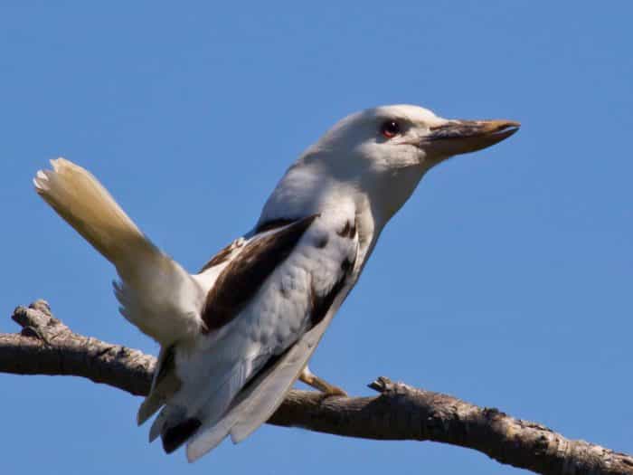 white kookaburra