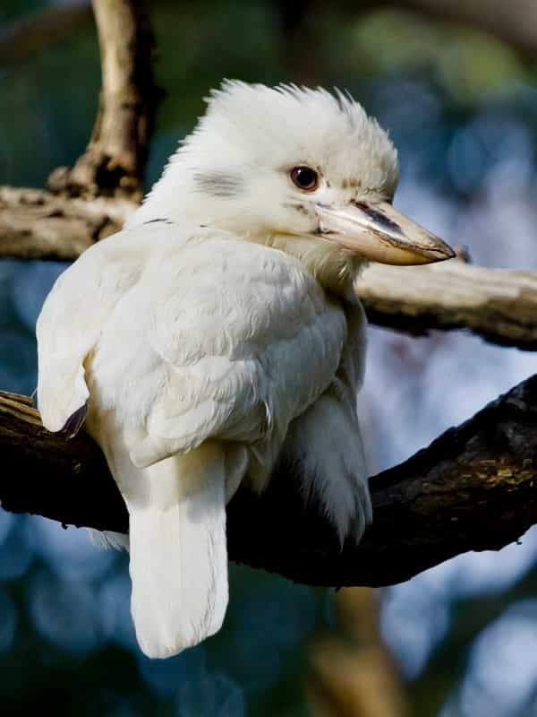 white kookaburra