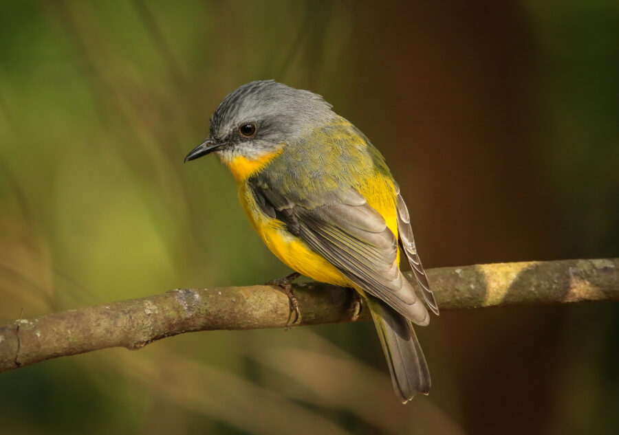The Eastern Yellow Robin