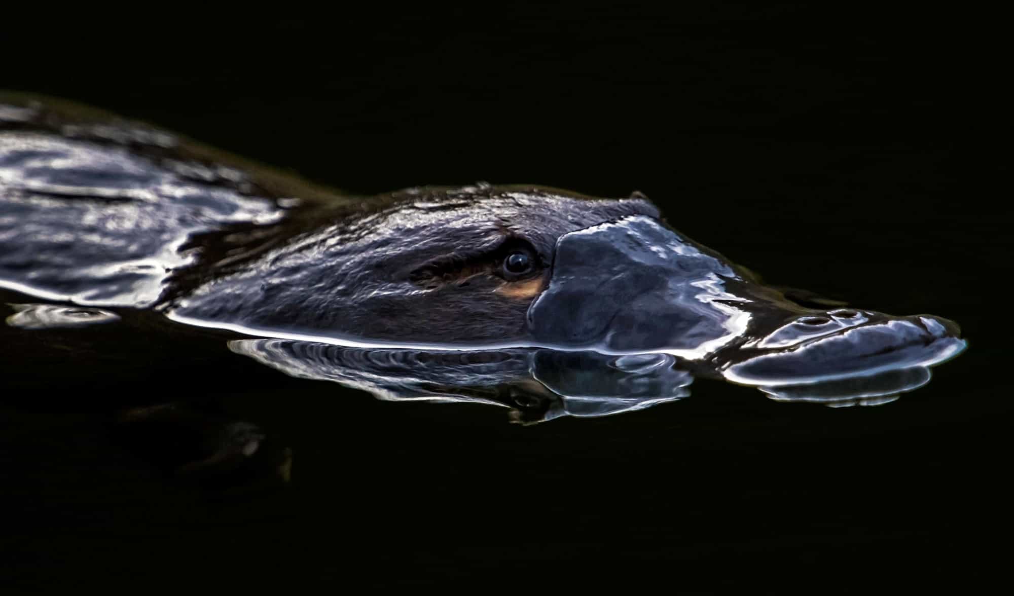 The puzzle of the platypus: could time be up for this iconic Aussie animal?