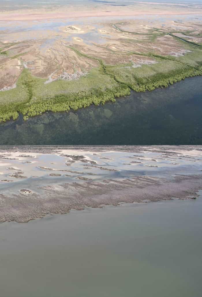 Mangroves of the Gulf of Carpentaria before and after marine heatwave. (Image credit: Norman Duke)