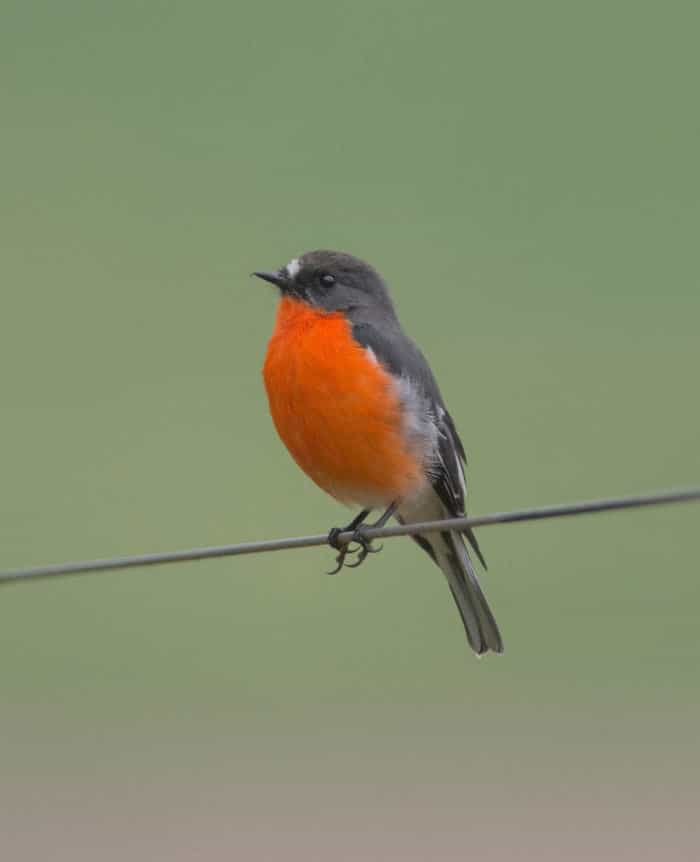 Flame Robin