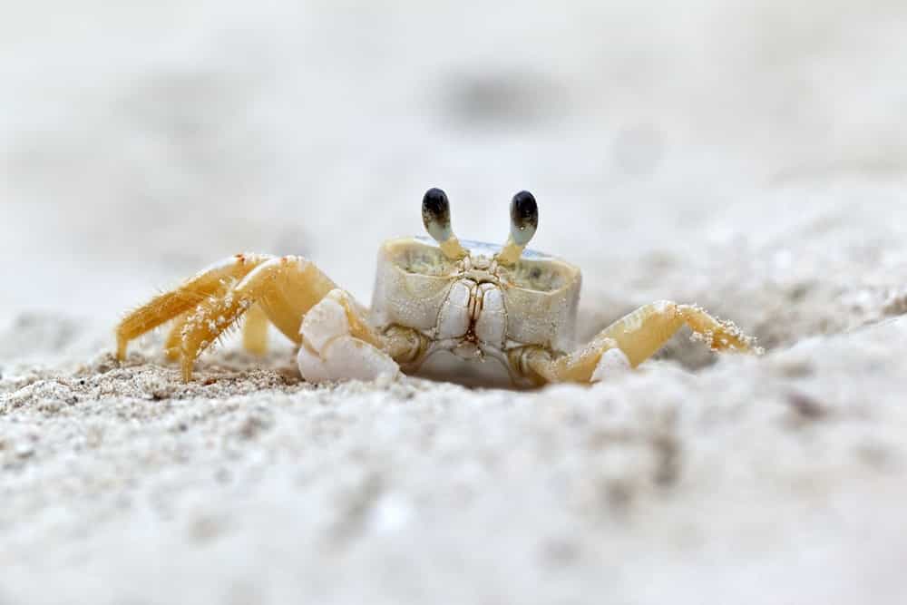 Ghost crabs growl using the teeth in their stomachs to ward off predators