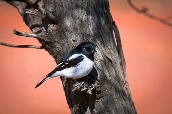 hooded robin