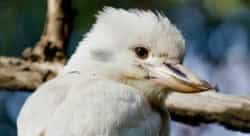 white kookaburra