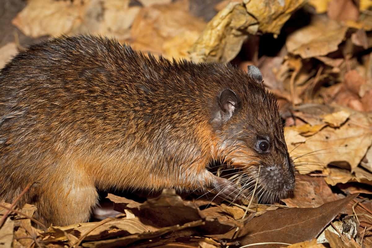 The rakali, a native water rat, found feasting on cane toads in the