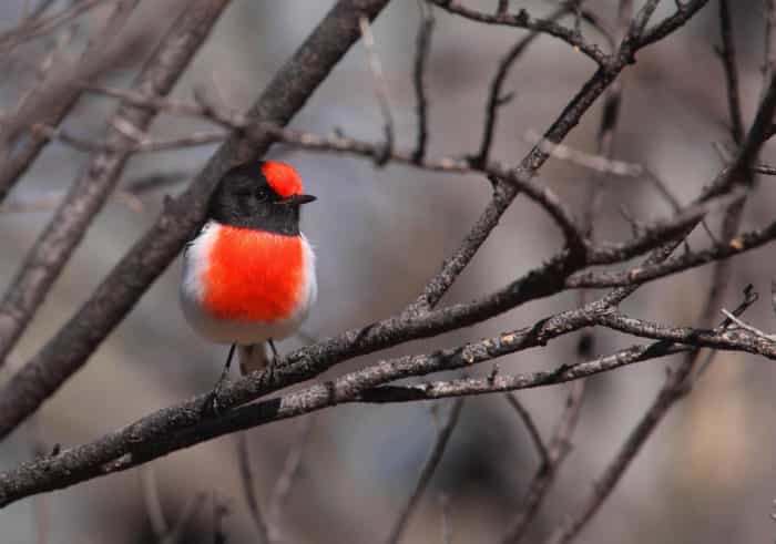 red-capped robin