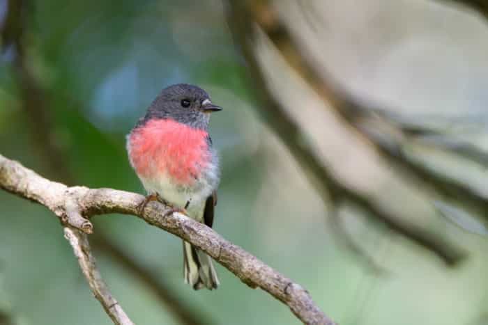 Rose Robin 