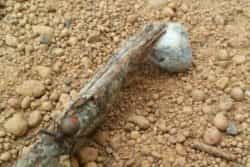 redback eating mouse