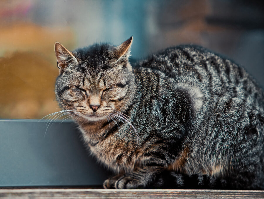 a well-fed cat sitting on a porch with its eyes closed