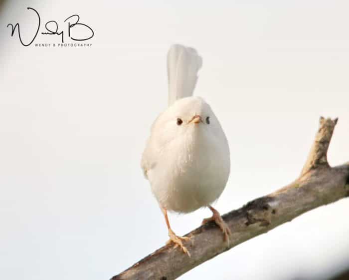 white fairy wren