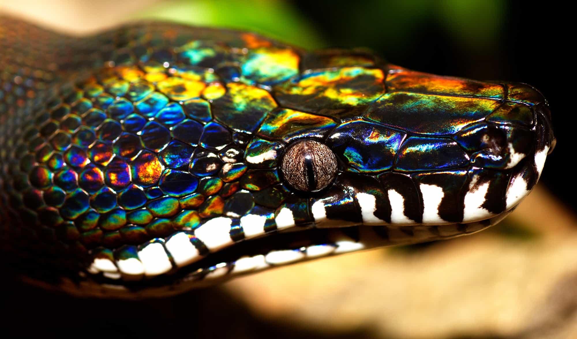 Meet the rainbow the white-lipped python