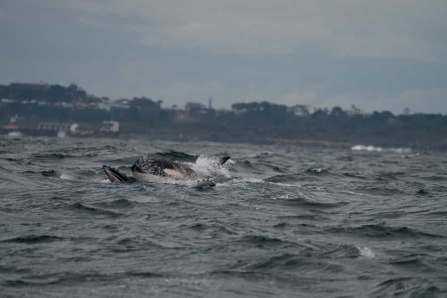 orca attacking whale calf