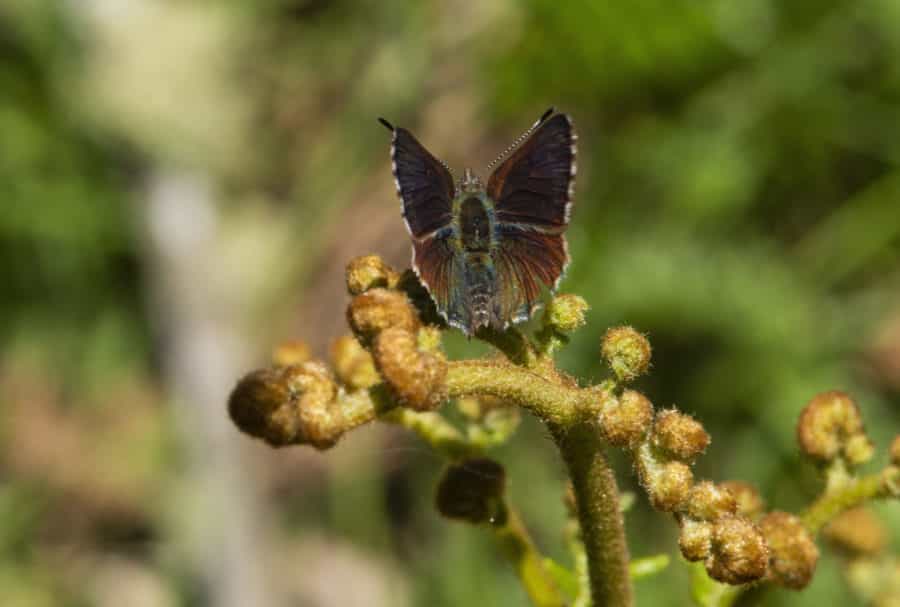 Paralucia spinifera (Purple Copper Butterfly, Bathurst Copper