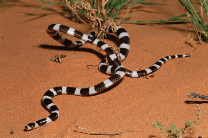 Beautifully striped, terribly in danger: Meet Australia’s bandy-bandy