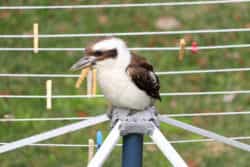 backyard kookaburra