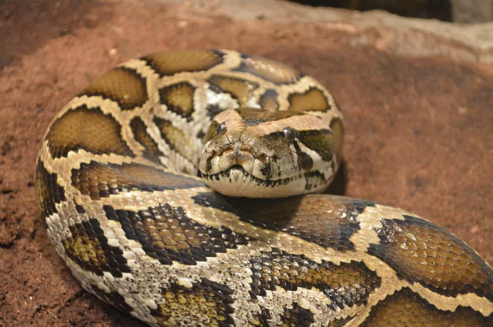 boa constrictor snakes boa constrictor snakes