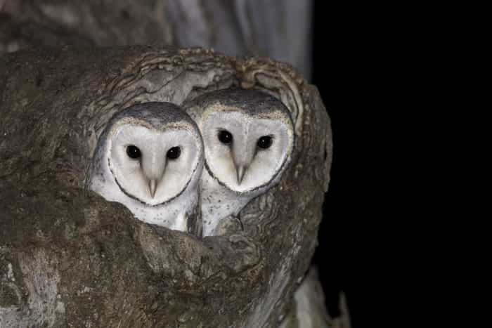eastern-barn-owl-hollow