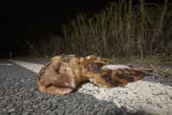 eastern-grass-owl-habitat-loss