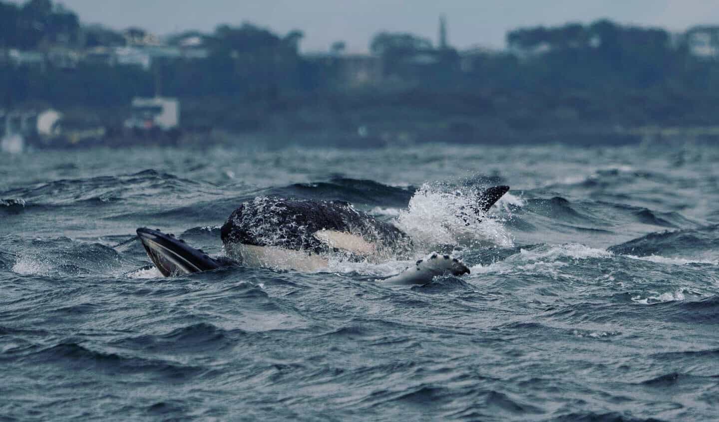 orca attacking humpback whale