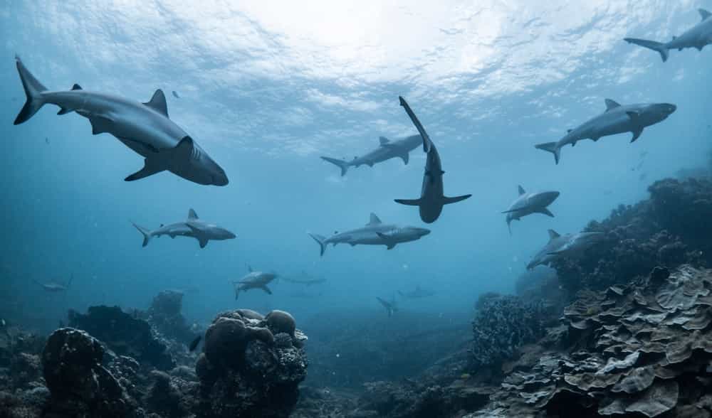sharks ningaloo reef