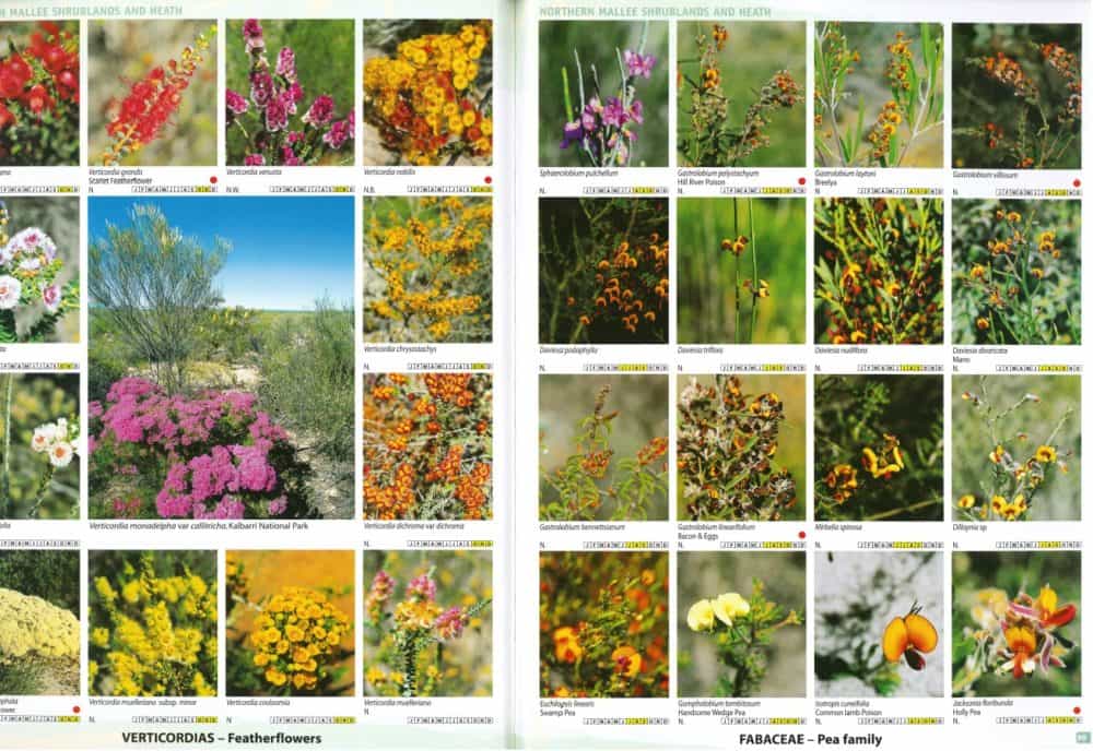 Guide to the Wildflowers of Western Australia 3rd Ed Australian