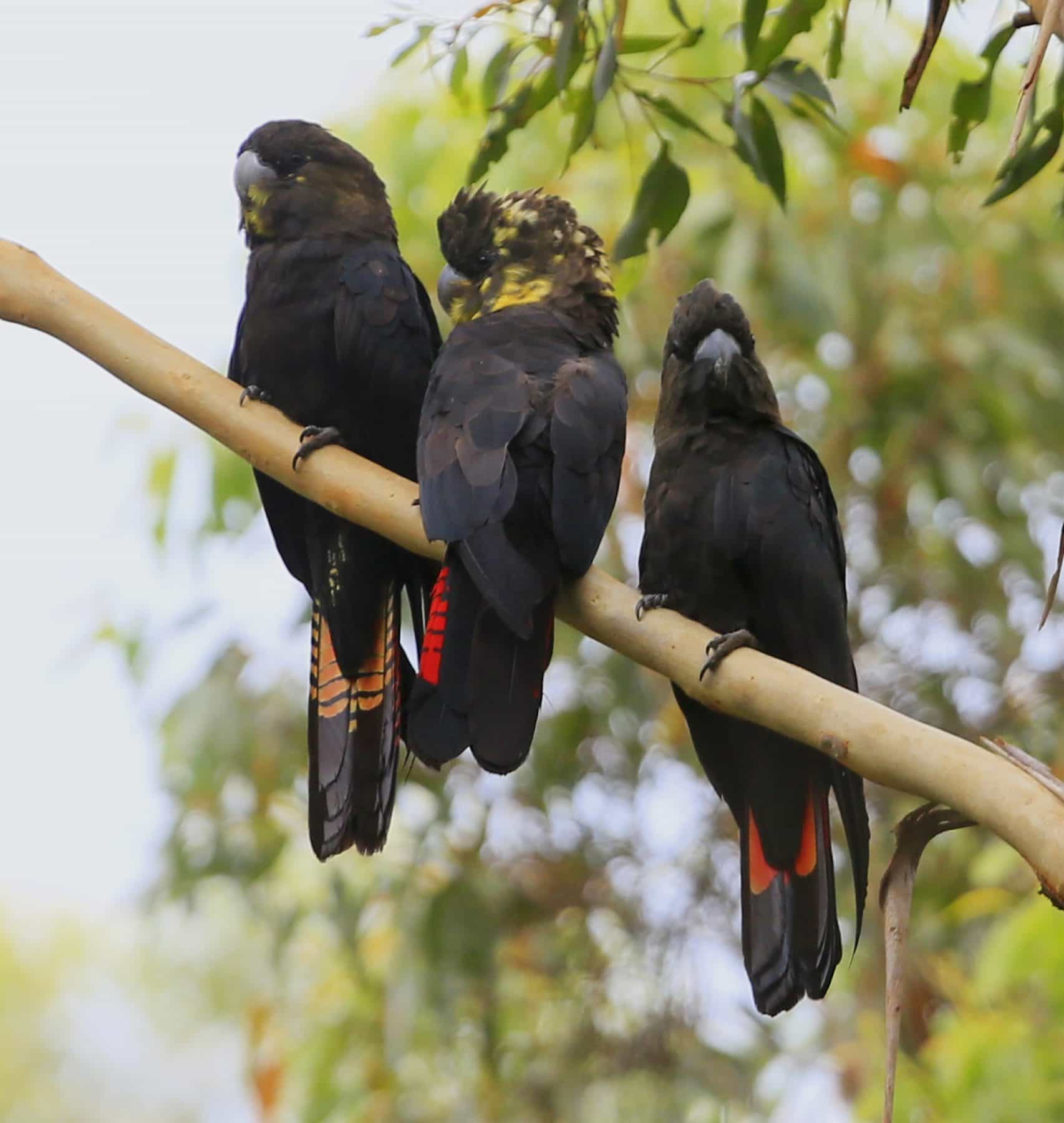 Help save the glossyblack cockatoo