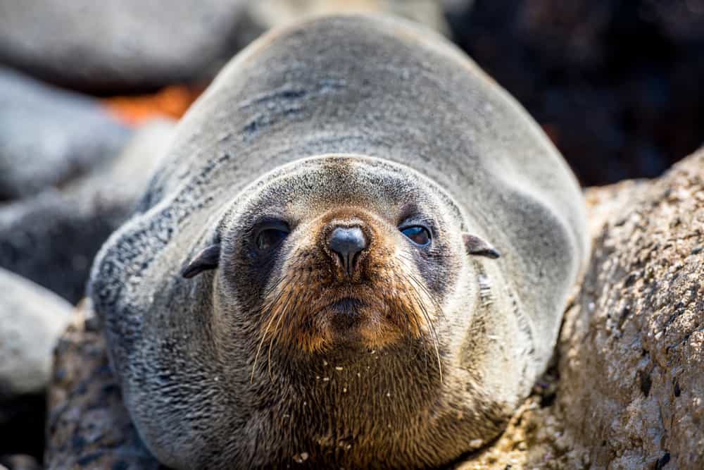 A guide to Australia's seals and sea lions