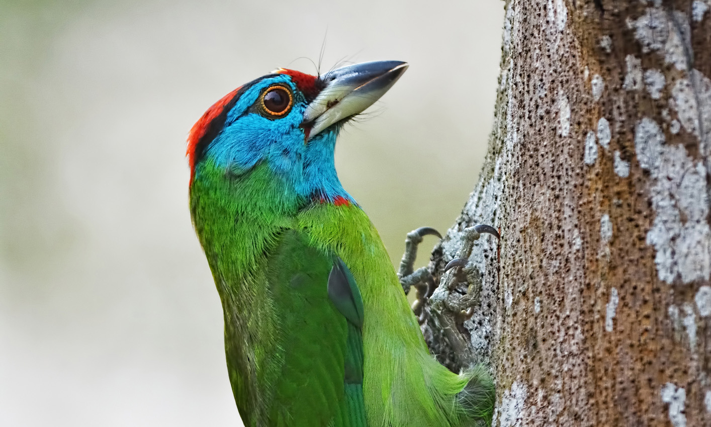 blue throated barbet