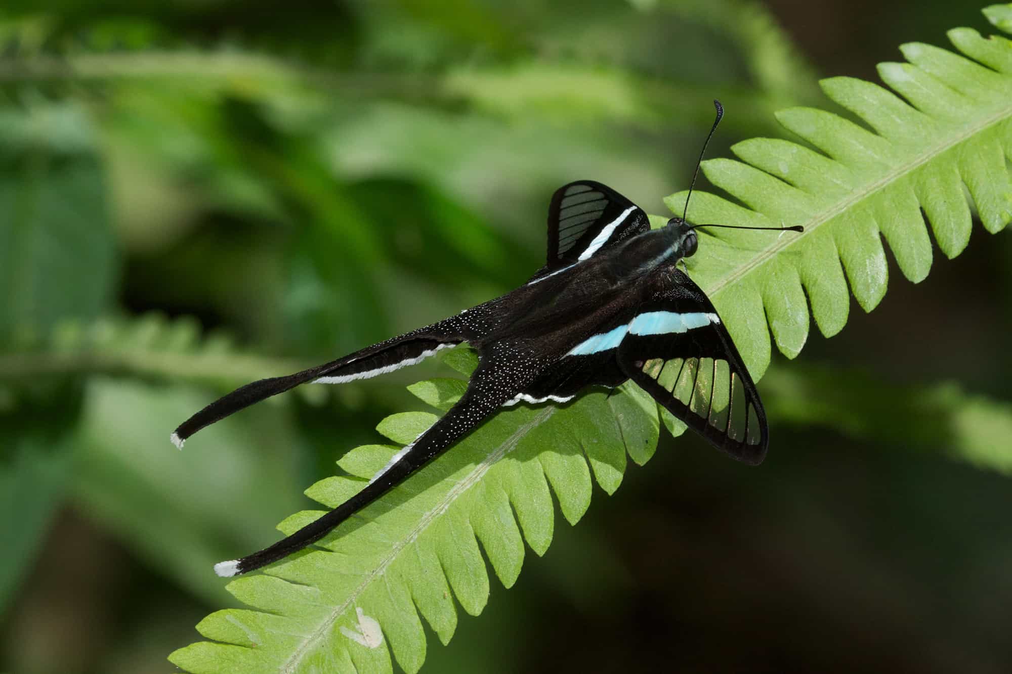 The dragontail butterfly is like a dream