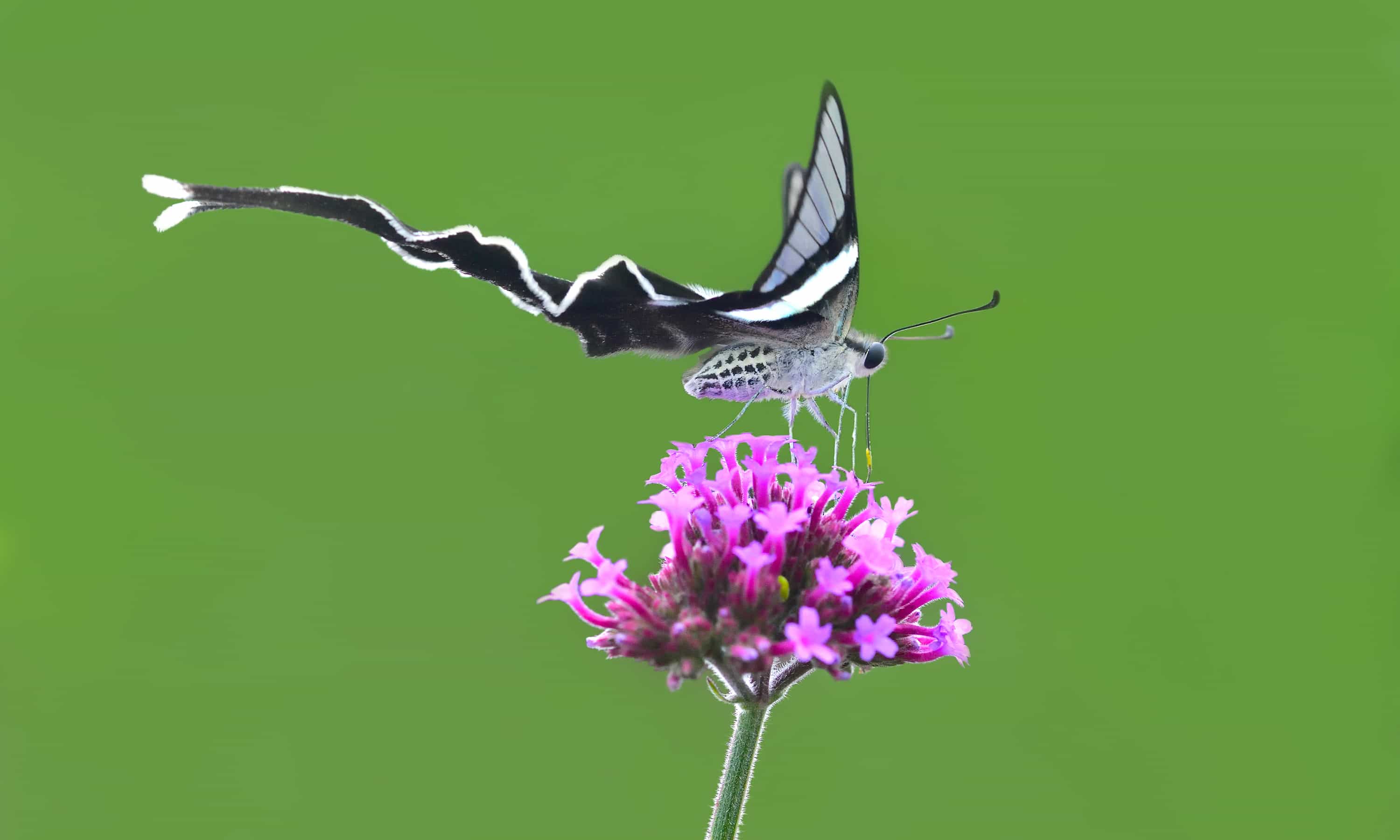 The Dragontail Butterfly Is Like A Dream