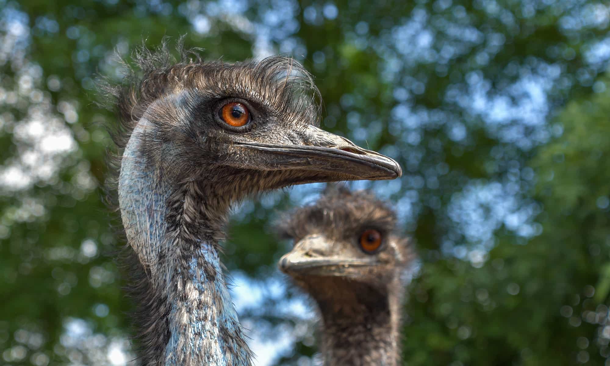 emu australia