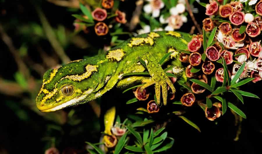 Jewelled gecko