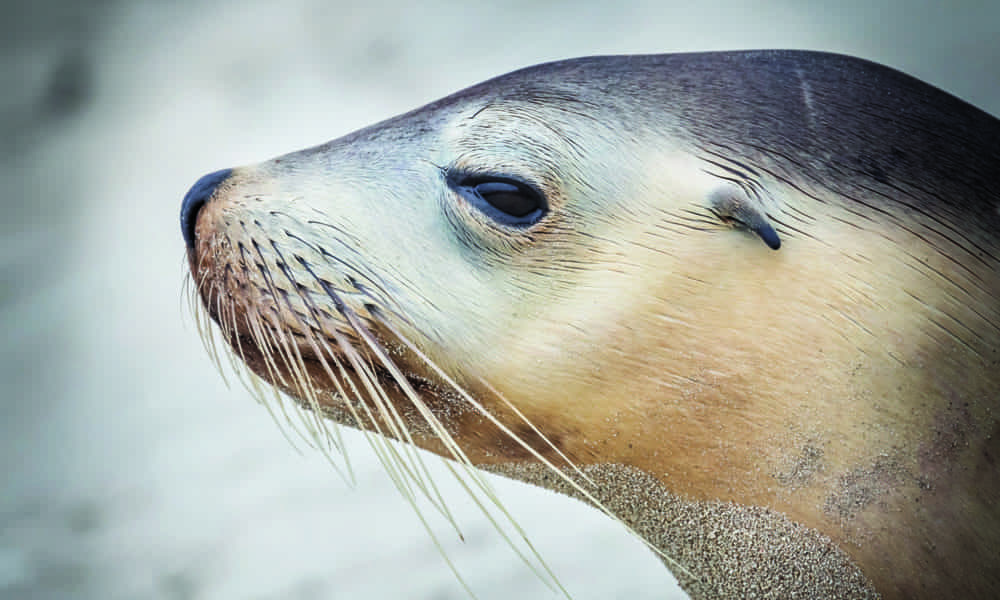 A guide to Australia's seals and sea lions