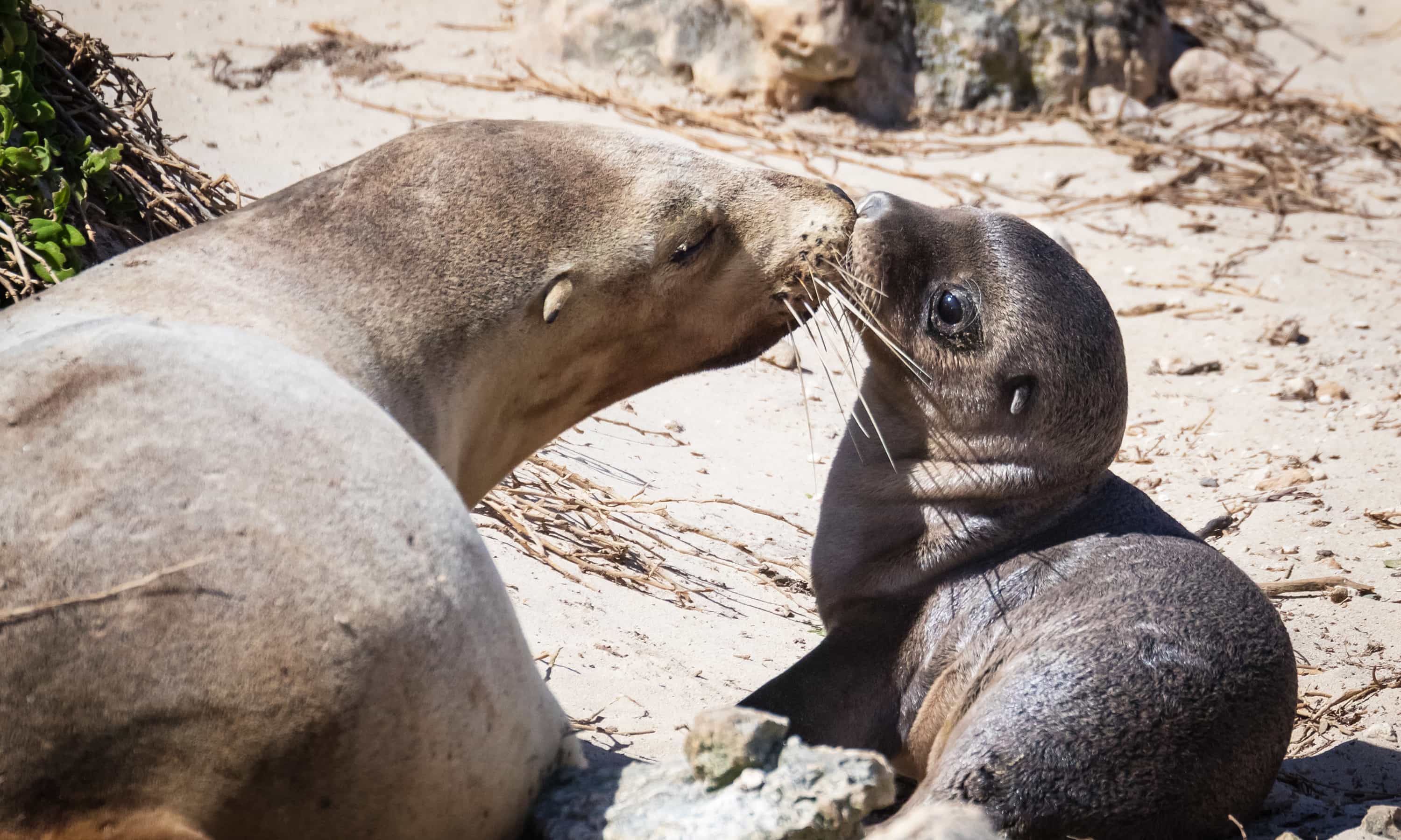 A Guide To Australia S Seals And Sea Lions