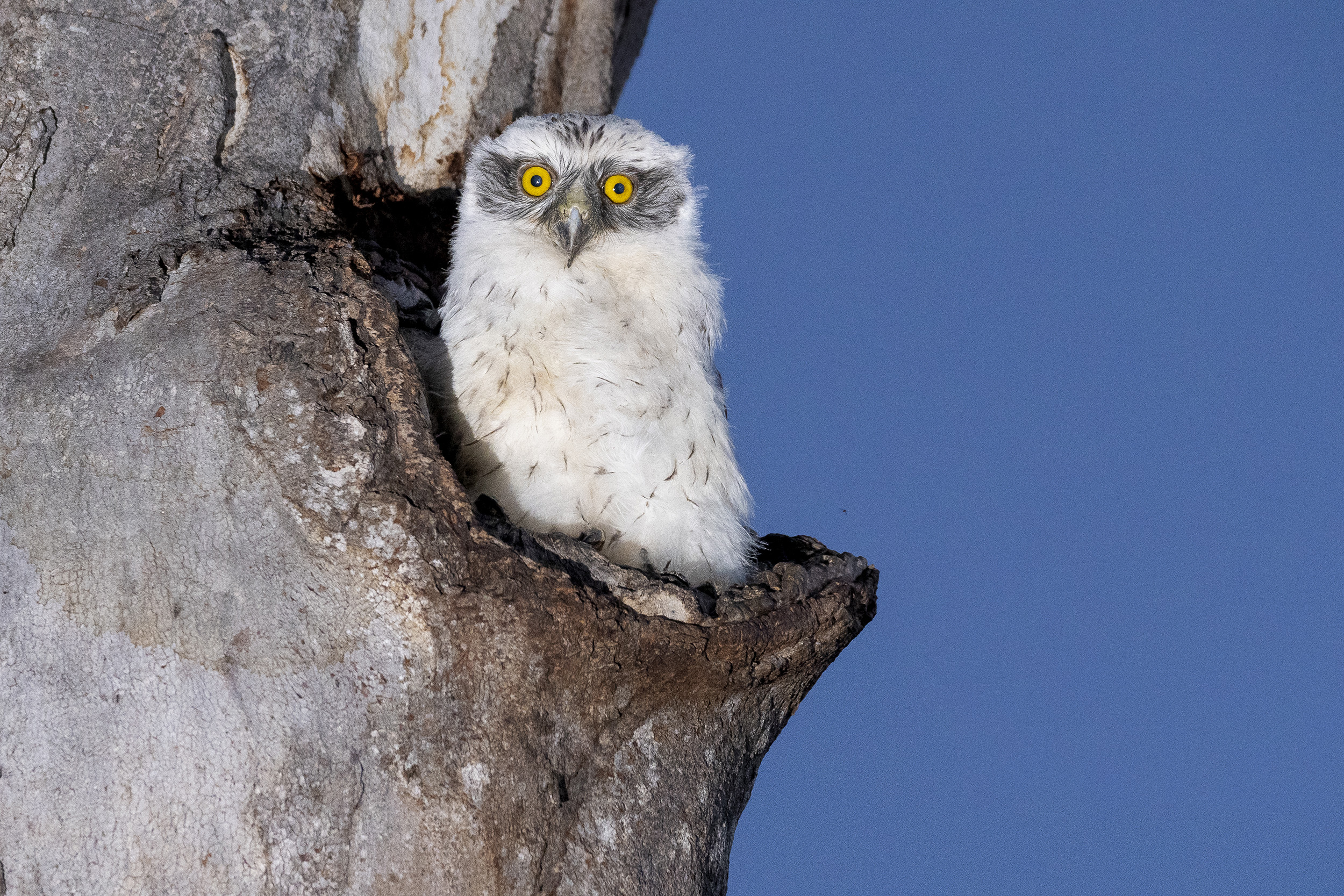 powerful owl