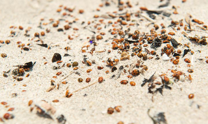ladybug washups