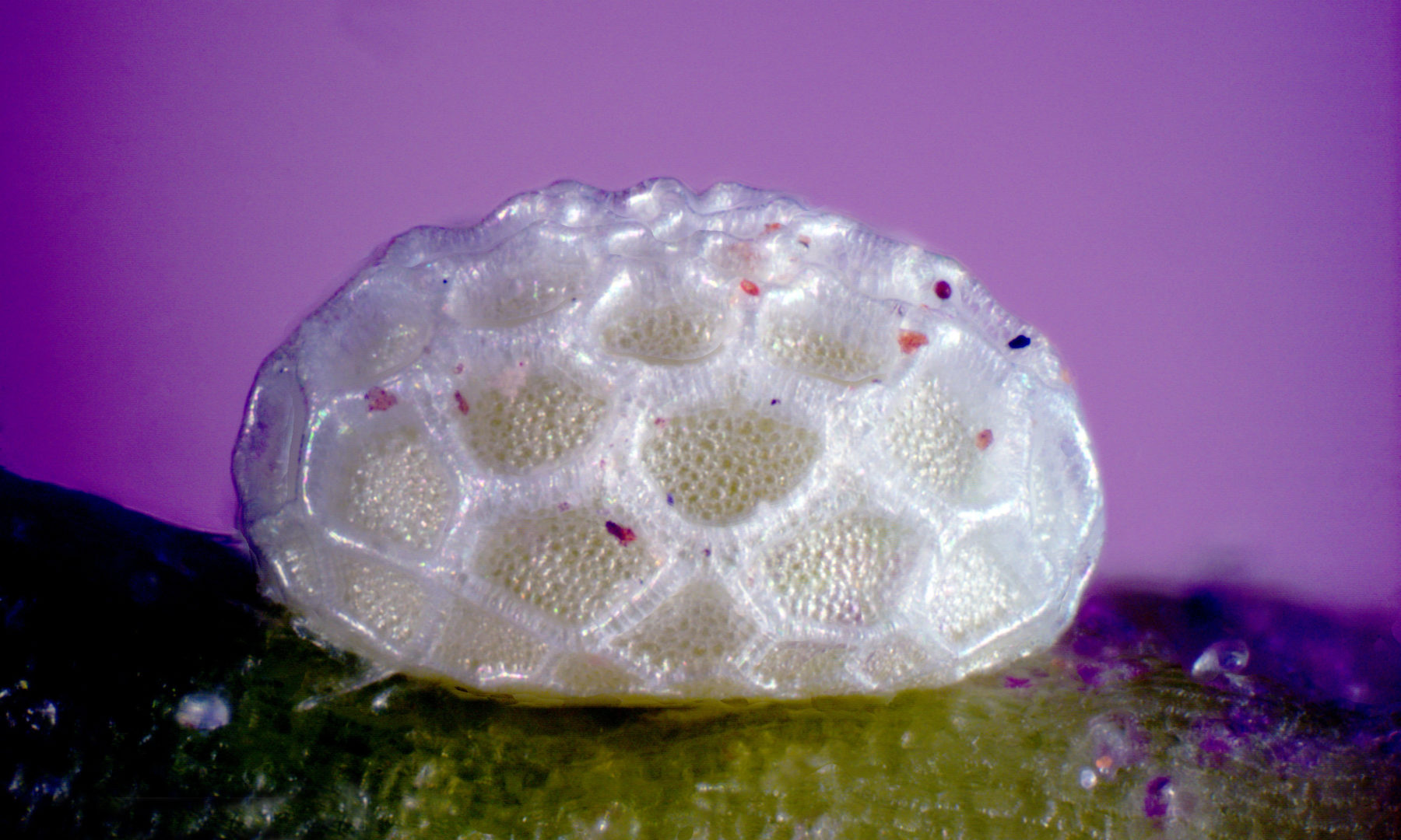 In pictures beautiful butterfly eggs Australian Geographic