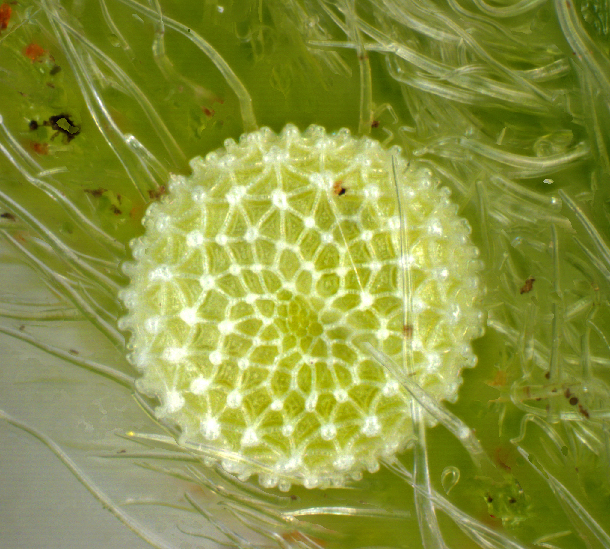 In pictures beautiful butterfly eggs Australian Geographic
