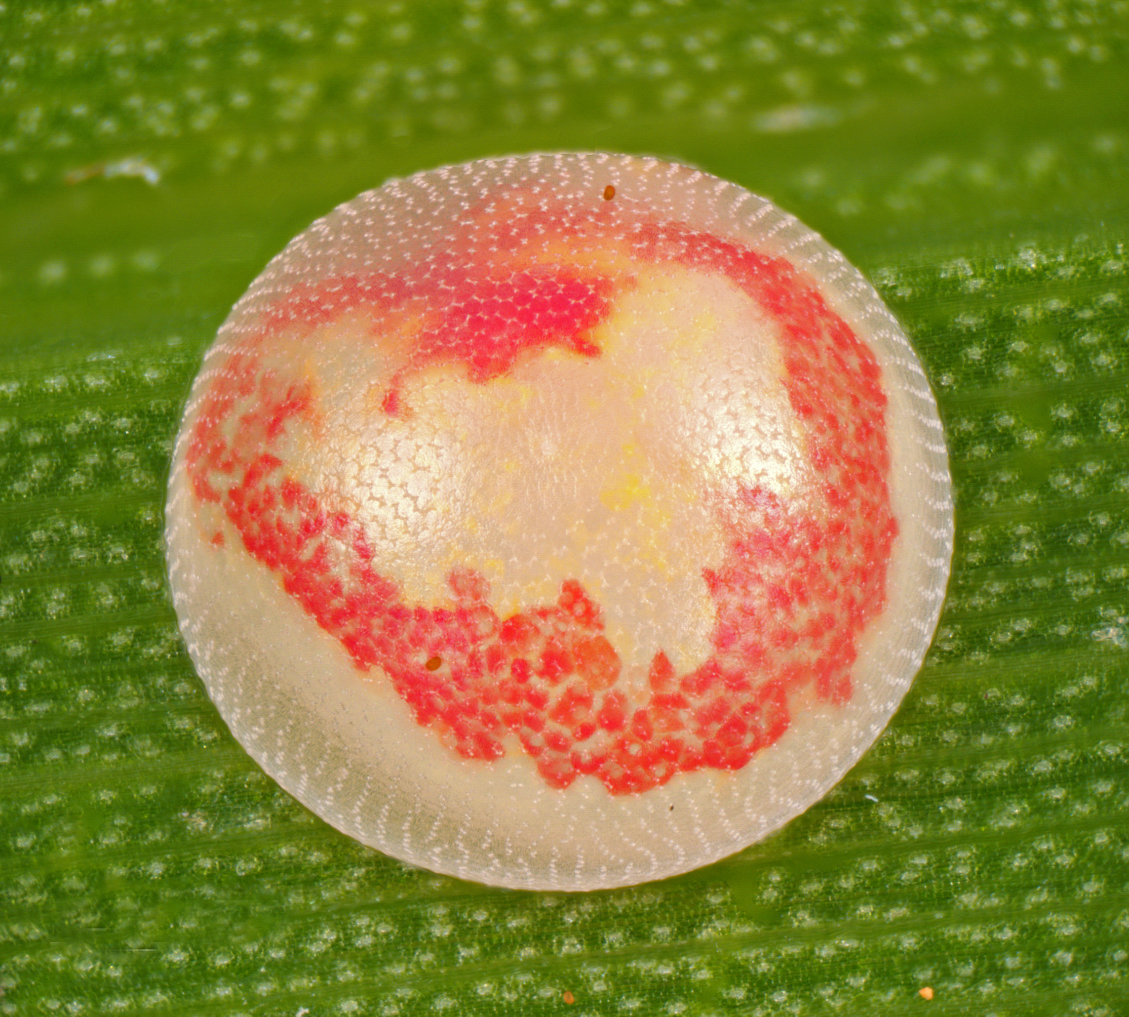 In pictures beautiful butterfly eggs Australian Geographic