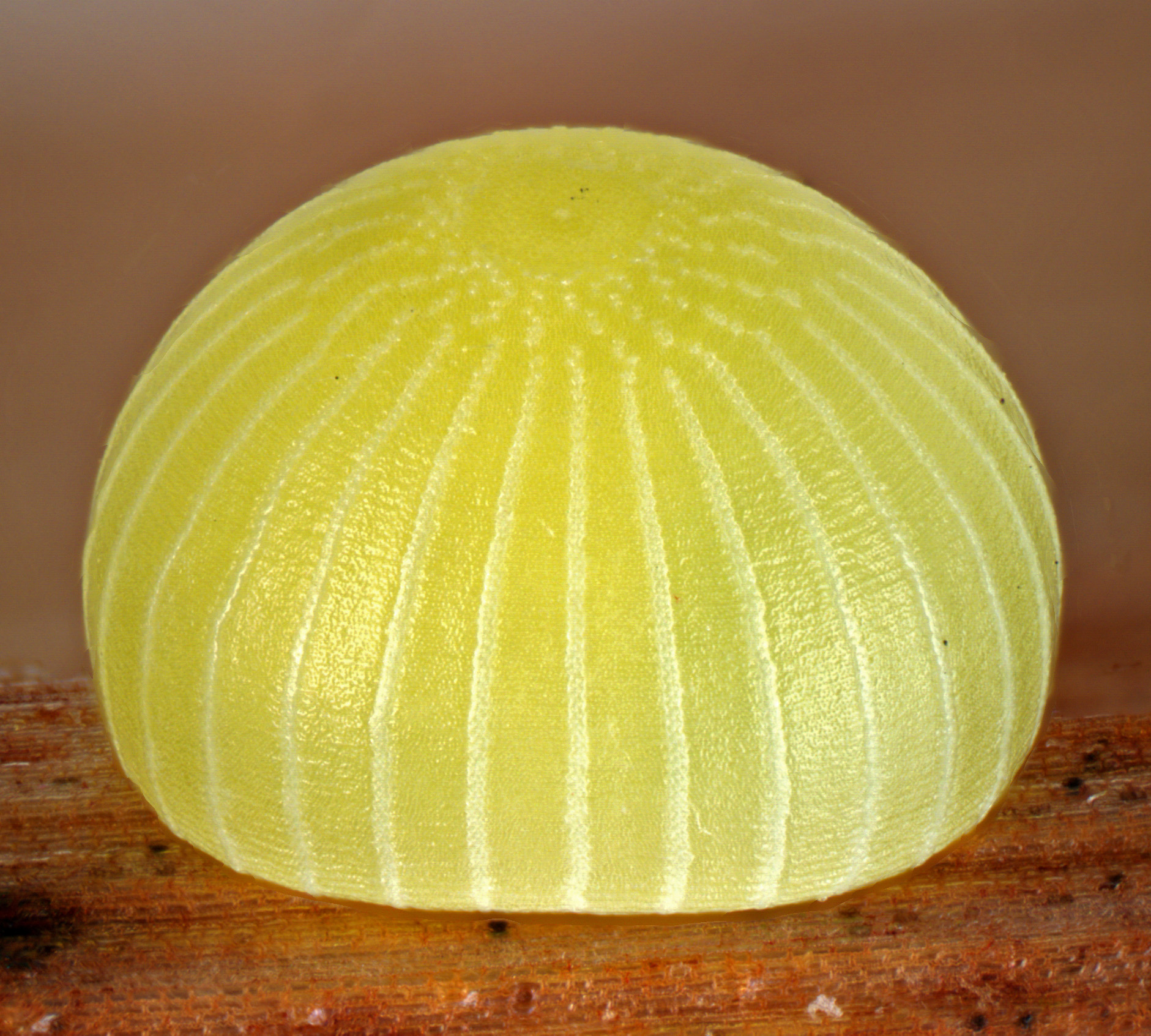 In pictures beautiful butterfly eggs Australian Geographic