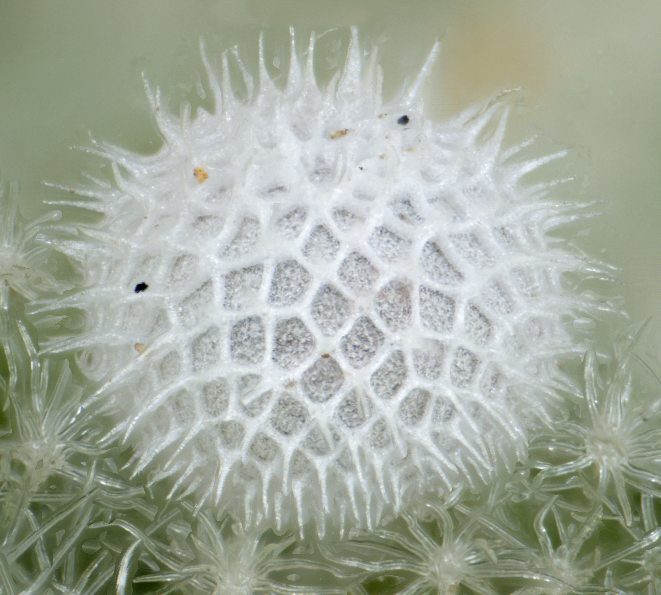 In pictures beautiful butterfly eggs Australian Geographic